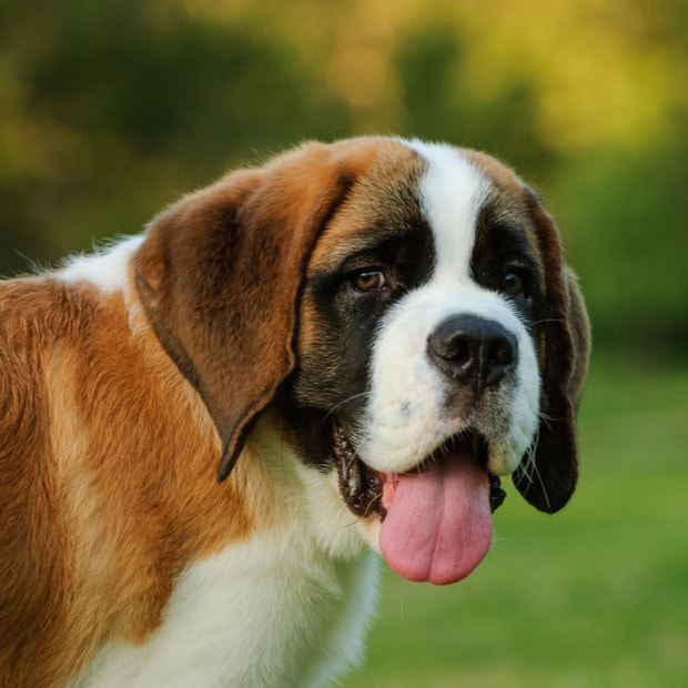 saint bernard cutest dog breeds