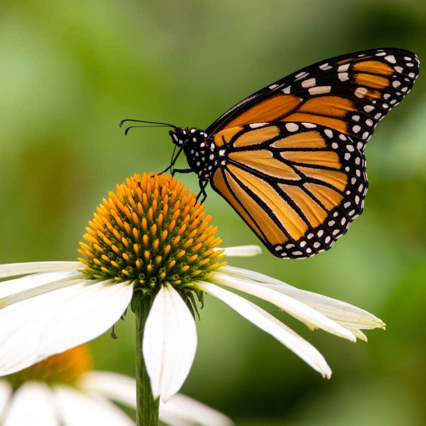 after a mean kid says little girl's hair looks like worms her mom makes her feel beautiful again