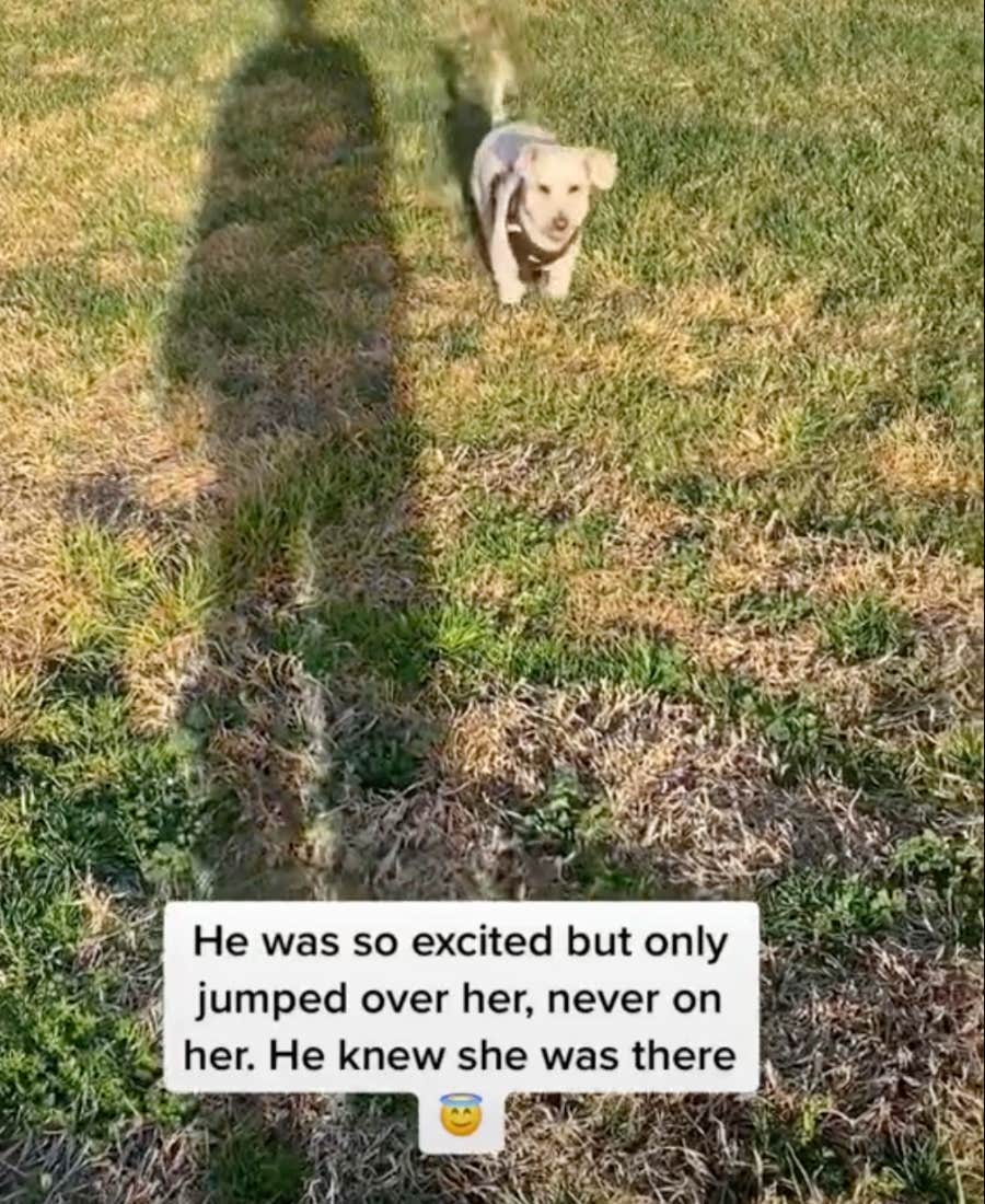 dog find's owner's mom's grave without even knowing where it is