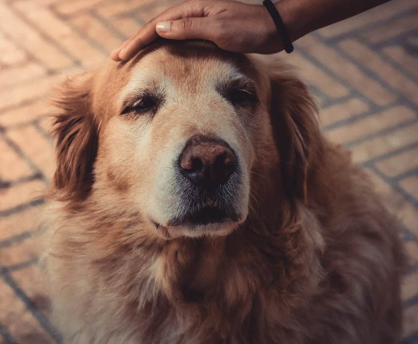 person petting an old golden retriever