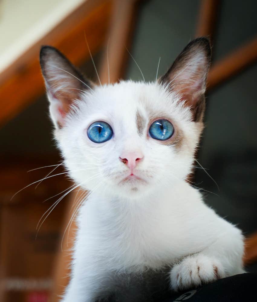 5 Ways A Cat&amp;apos;s Purr Is Said To Have Healing Powers On Their Human