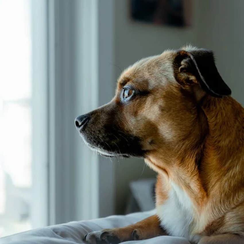What My Rescue Dog Taught Me About Anxiety